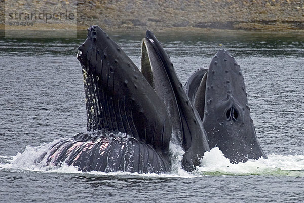 Hering  Clupeidae  Blase  Blasen  Netz  Wal  Alaska  füttern  Hering