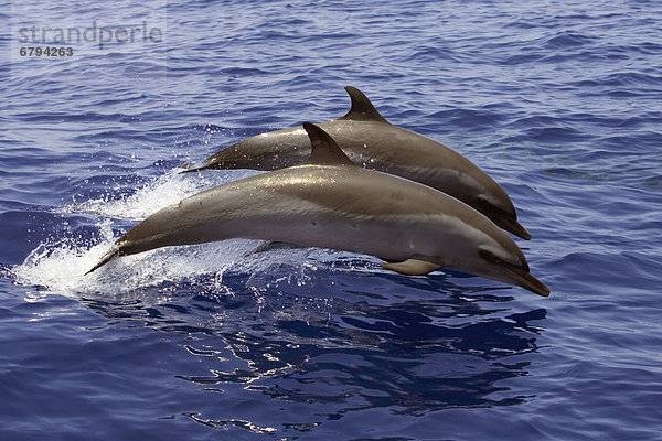 Delphin  Delphinus delphis  springen  2  Punkt  Dalbe  Hawaii