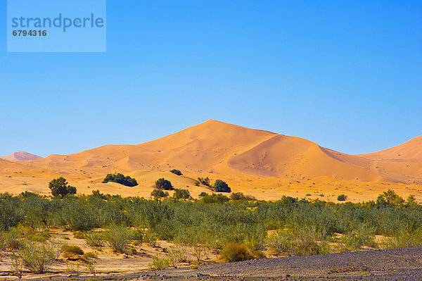 Sanddünen des Erg Chebbi  im Vordergrund Büsche  Sträucher und Hammada  Steinwüste  Sahara  Südmarokko  Marokko  Afrika
