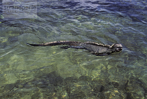 Galapagos-Inseln  Meerechse (Amblyrhynchus Cristatus) schwimmen entlang der Fläche des Ozeans.