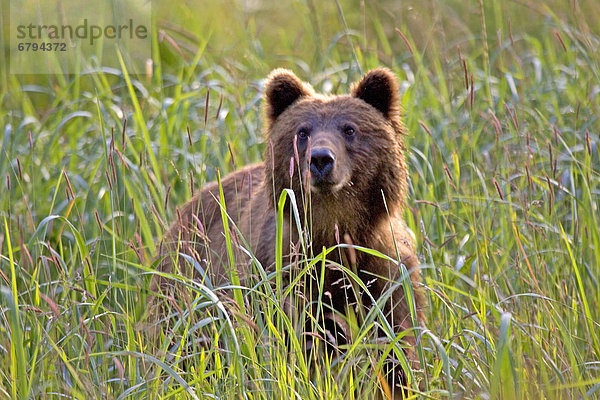 Braunbär  Ursus arctos  Wiese  Alaska