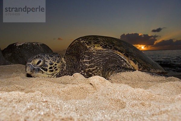 Wasserschildkröte Schildkröte Strand Sonnenuntergang grün Hawaii North Shore Oahu