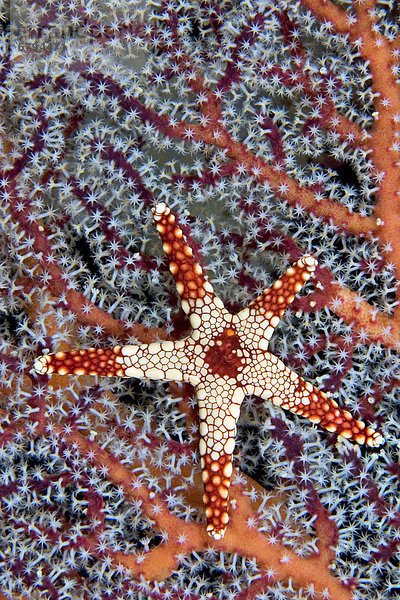 Indonesien  eine Halskette Seastar (Fromia Monilis) auf Gorgonien Coral.