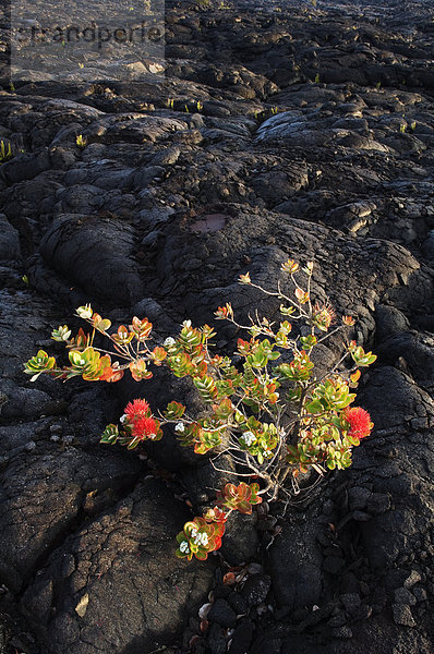 Hawaii  Big Island  Baum  Wachstum  Vulkanausbruch  Ausbruch  Eruption  Lava  fließen  Hawaii