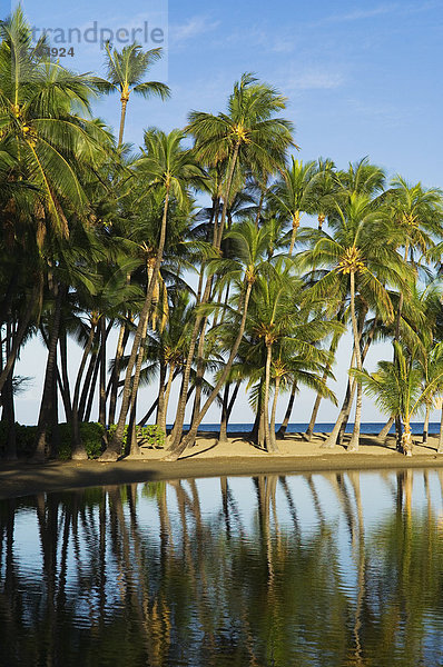Hawaii  Big Island  Strand  Baum  Spiegelung  Urlaub  Hain  Hawaii