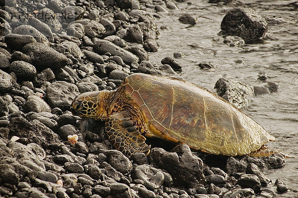 Hawaii Big Island Wasserschildkröte Schildkröte Wasserrand Felsen ruhen grün Hawaii