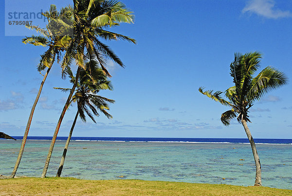 Baum  Küste  3  Wiese  Fiji  Viti Levu