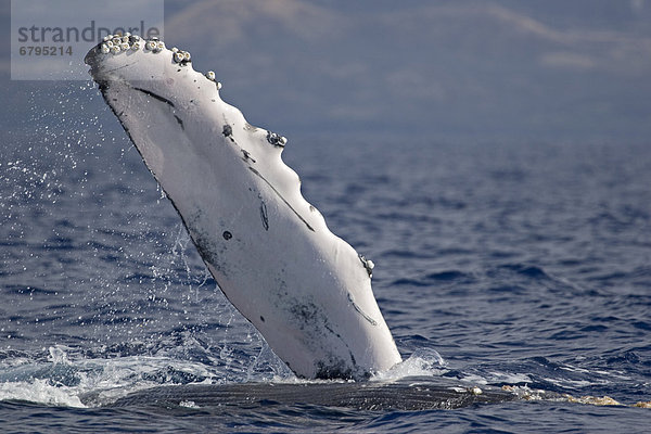 Flosse  Flossen  Menschlicher Brustkorb  Hawaii  Wal