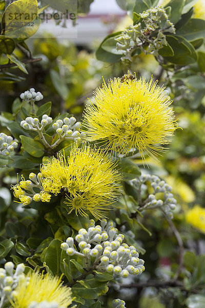 Hawaii  Big Island  Close-up  close-ups  close up  close ups  Hawaii