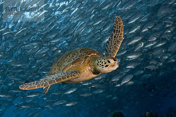 Wasserschildkröte Schildkröte grün schwimmen Pferdekopfpumpe Malaysia