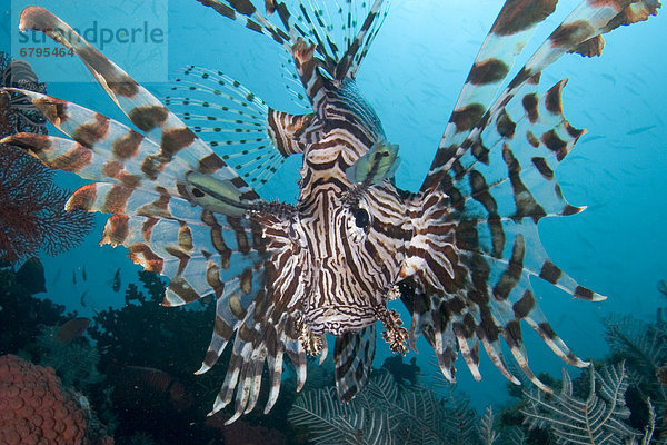 Rotfeuerfisch Pterois volitans über Ruhe fließen Indonesien Riff