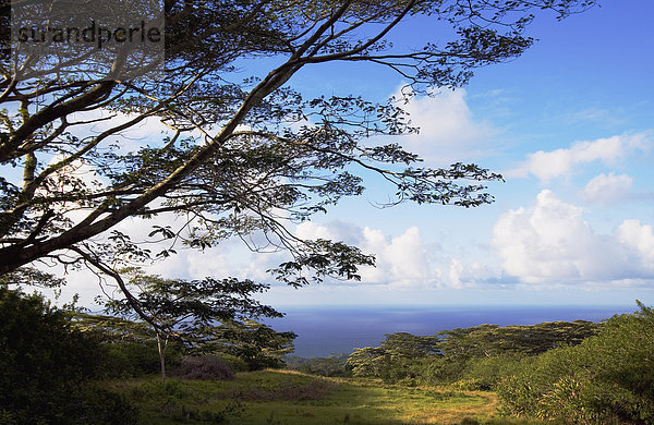 Hawaii  Big Island  Baum  Wald  Wiese  Fokus auf den Vordergrund  Fokus auf dem Vordergrund  Landschaft  Hawaii