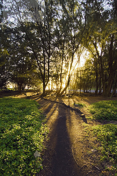 Hawaii  Big Island  Baum  Beleuchtung  Licht  Sonnenaufgang  Hawaii