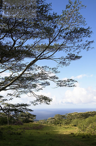 Hawaii  Big Island  Baum  Wald  Wiese  Fokus auf den Vordergrund  Fokus auf dem Vordergrund  Landschaft  Hawaii