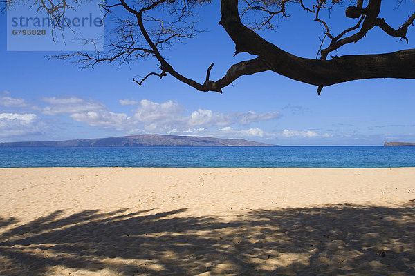Strand  Baum  über  Schatten  Sand  Ast  Hawaii  Maui
