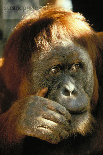 Closeup portrait of an orangutan  hand on cheek over mouth
