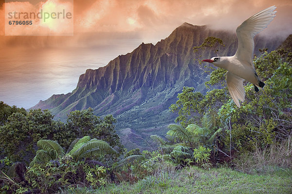 fliegen  fliegt  fliegend  Flug  Flüge  Vogel  Fokus auf den Vordergrund  Fokus auf dem Vordergrund  Ansicht  Hawaii  Kauai  Aussichtspunkt  Na Pali Coast