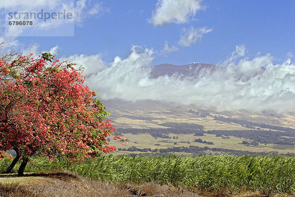 Haleakala  East Maui Volcano  Baum  Großstadt  Vulkan  hoch  oben  blühen  Hawaii  Maui  Wissenschaft