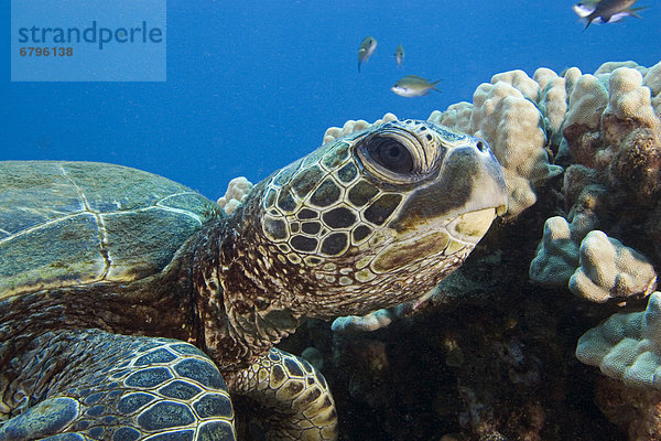 Wasserschildkröte Schildkröte hoch oben nahe grün schwimmen vorwärts Hawaii