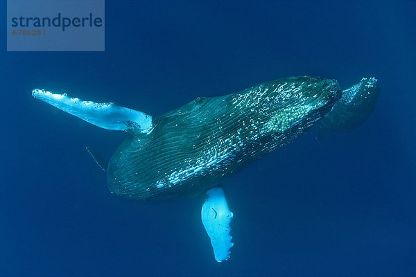 Ozean  blau  schwimmen  Kalb  tief  Hawaii  Wal