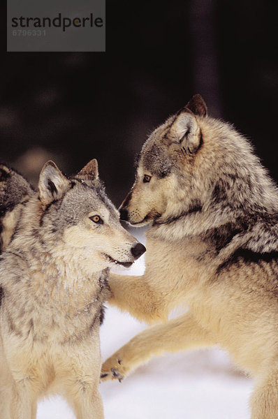 Winter grau Ecke Ecken Wald Wolf Canis lupus Alaska tief spielen Schnee