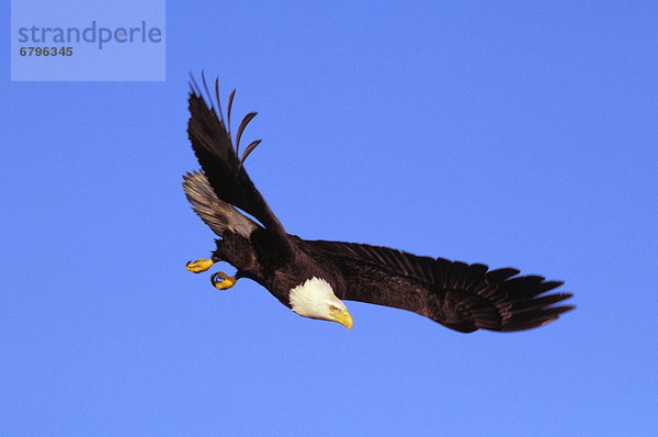 Glatze kahl fliegen fliegt fliegend Flug Flüge Himmel blau Weißkopfseeadler Haliaeetus leucocephalus Alaska Adler Tongass National Forest