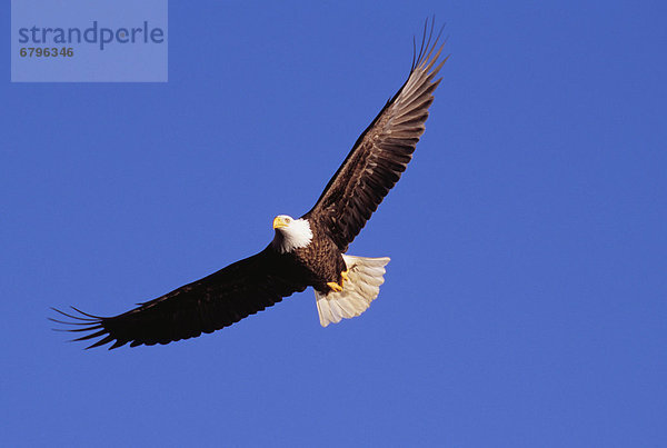 Glatze kahl fliegen fliegt fliegend Flug Flüge Himmel blau Weißkopfseeadler Haliaeetus leucocephalus Alaska Adler Tongass National Forest