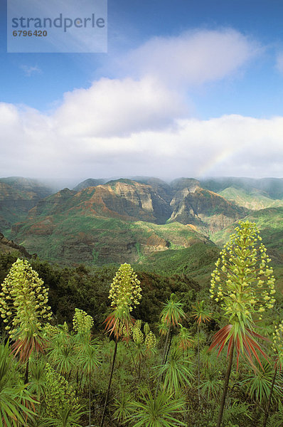 Pflanze  bizarr  Entdeckung  Hawaii  Kauai