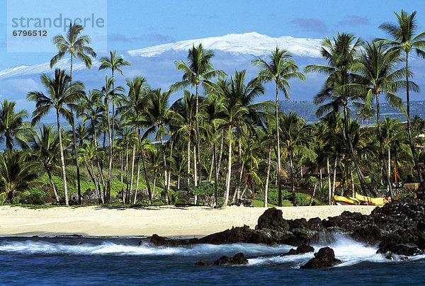 Hawaii  Big Island  hinter  Baum  Schneedecke  Hawaii