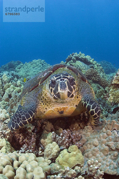 Hawaii Big Island sitzend Landschildkröte Schildkröte Echte Karettschildkröte Karettschildkröten Eretmochelys imbricata Hawaii
