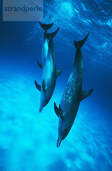 gerade gehen Karibik Delphin Delphinus delphis 3 Punkt Bahamas