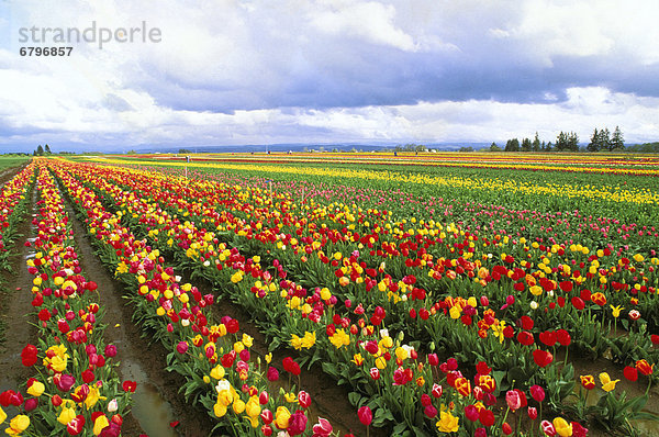 Feld Teamgeist Tulpe Holzschuh Engel Oregon