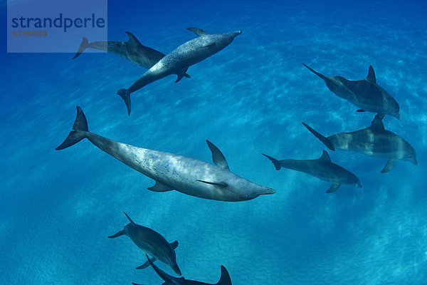 Delphin Delphinus delphis Karibik Atlantischer Ozean Atlantik Punkt Kommunikation Großer Tümmler Große Tursiops truncatus Bahamas Dalbe