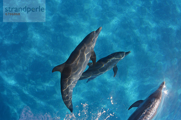 Delphin Delphinus delphis Karibik Atlantischer Ozean Atlantik Punkt Kommunikation Großer Tümmler Große Tursiops truncatus Bahamas Dalbe