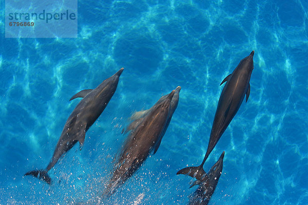 Delphin Delphinus delphis Karibik Atlantischer Ozean Atlantik Punkt Kommunikation Großer Tümmler Große Tursiops truncatus Bahamas Dalbe