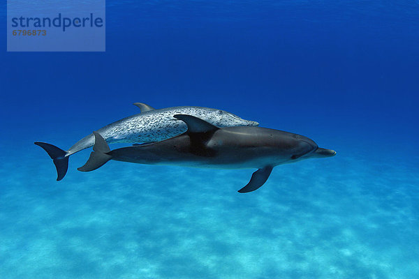 Atlantischer Fleckendelfin Zügeldelfin Stenella frontalis