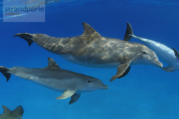 Großer Tümmler Große Tursiops truncatus