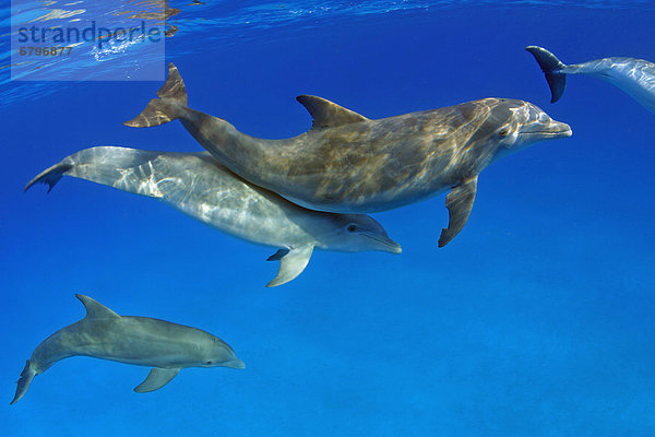 Großer Tümmler Große Tursiops truncatus