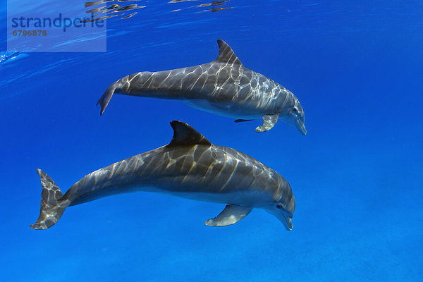 Großer Tümmler Große Tursiops truncatus