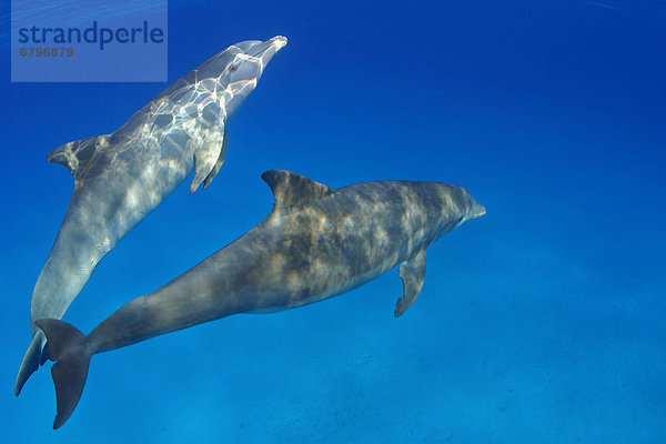 Großer Tümmler Große Tursiops truncatus