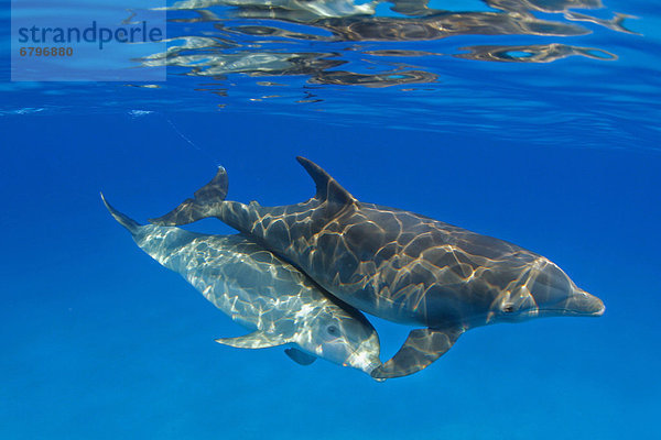 Großer Tümmler Große Tursiops truncatus