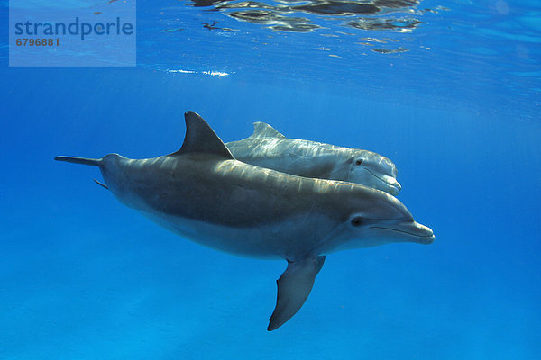 Großer Tümmler Große Tursiops truncatus