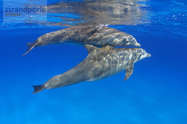 Großer Tümmler Große Tursiops truncatus