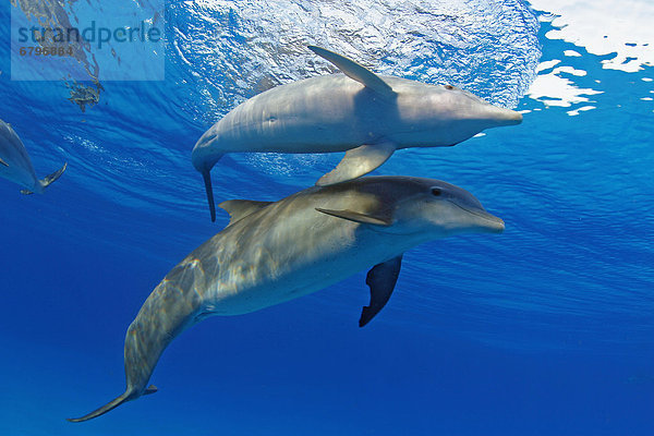 Großer Tümmler Große Tursiops truncatus