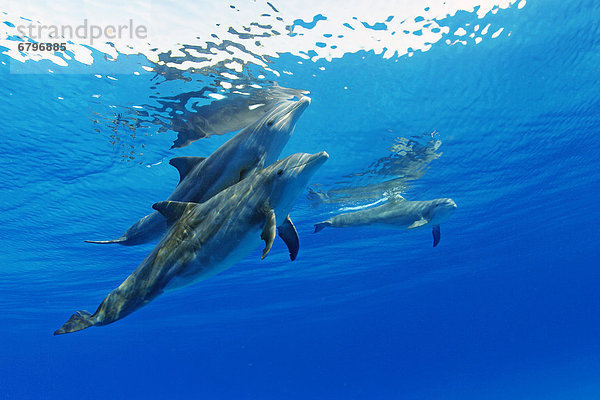 Großer Tümmler Große Tursiops truncatus