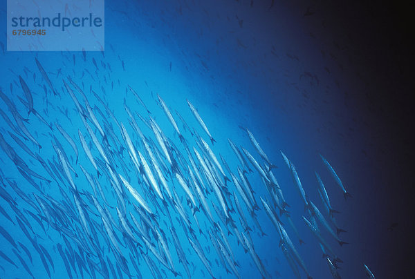 Pfeilhecht Sphyraenidae blau groß großes großer große großen tief Galapagosinseln Fischschwarm