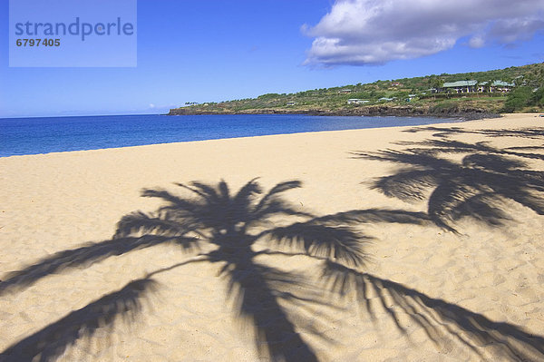 Strand Baum Schatten Palme Bucht Hawaii Lanai