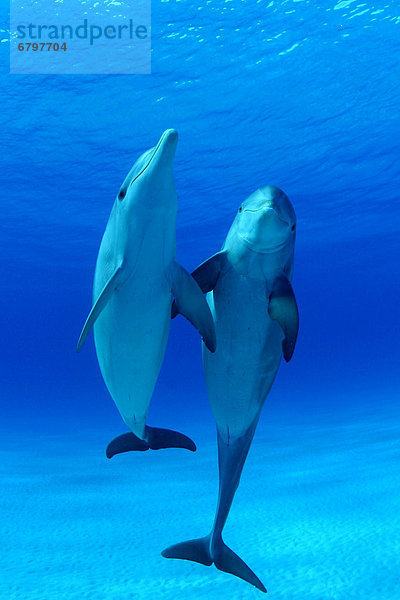 Großer Tümmler  Große  Tursiops truncatus  hoch  oben  benutzen  Karibik  Bahamas