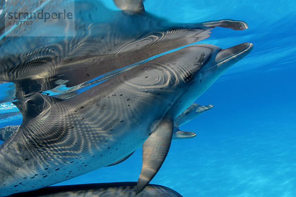 hoch oben benutzen Karibik Delphin Delphinus delphis Punkt Bahamas