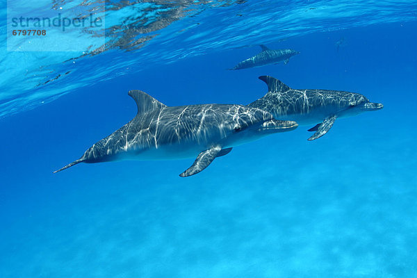 hoch oben benutzen Karibik Delphin Delphinus delphis Punkt Bahamas